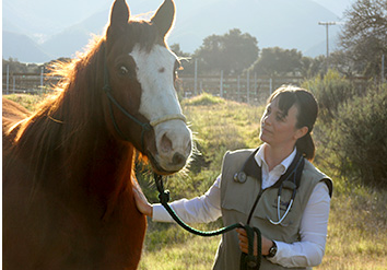 modern equine, horse, equine, veterinarian, veterinary, hospital, ambulatory, mobile, North Salinas, Monterey, Santa Cruz, San Benito, Santa Clara, california, animal hospital, animal clinic, lameness evaluation, pre-purchase examination, surgery, internal medicine, ophthalmology, reproduction, Modern Equine is a full service ambulatory veterinary practice serving North Salinas, Monterey, Santa Cruz, San Benito, and south Santa Clara counties, providing comprehensive care for horses.